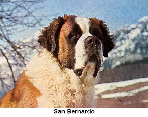 San Bernardo.jpg